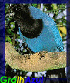 GralhAzul HomePage