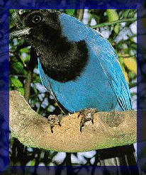 Gralha-Azul